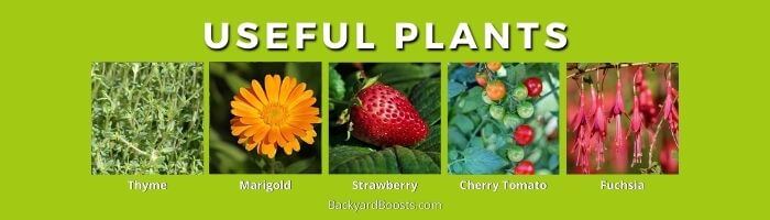 Useful Plants