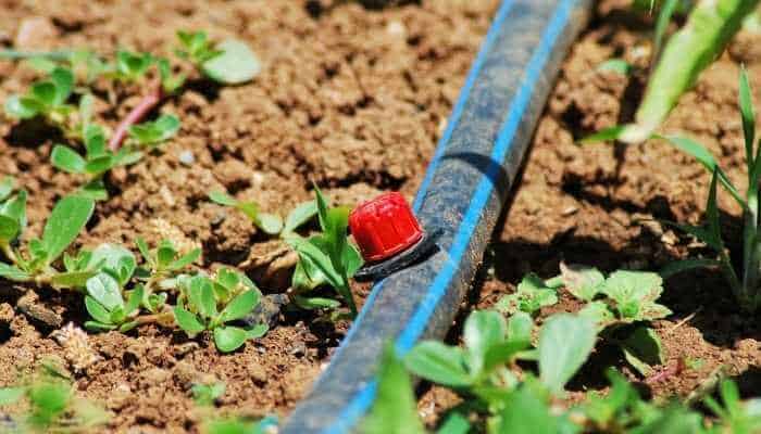 3 Best Watering Systems for Raised Gardens