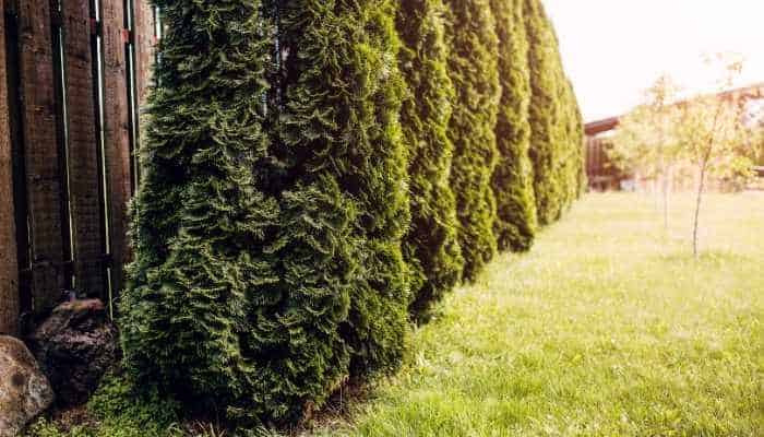 4 Best Privacy Plants for Outdoor Spaces