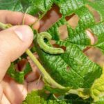 How to Protect Your Garden From Pests