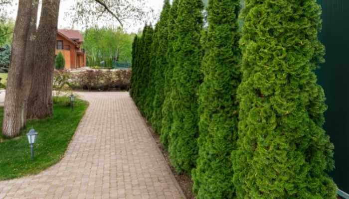 Landscaping for Privacy: 4 Things You Should Know