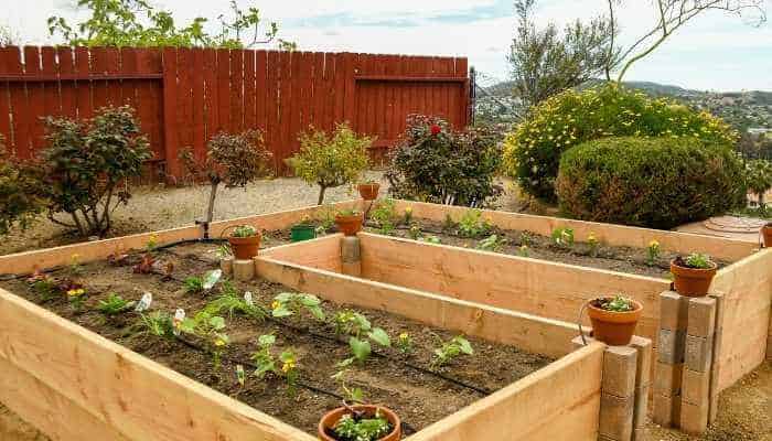 7 Things to Know About Raised Garden Beds (Starter Guide)