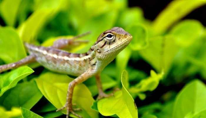 What Do Garden Lizards Eat? (All You Need To Know)