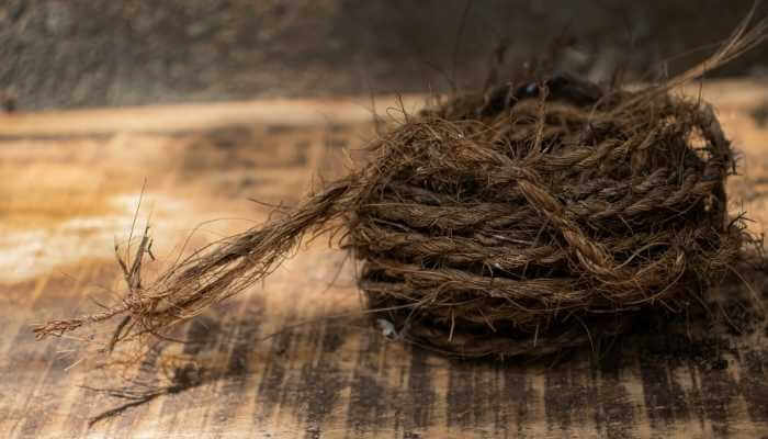 8 Great Uses for Coconut Coir Substrate (User's Guide)