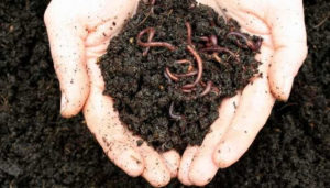 Is Coconut Coir Good For Worms? (Composting Guide)