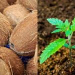 What Plants Grow Best With Coco Coir?