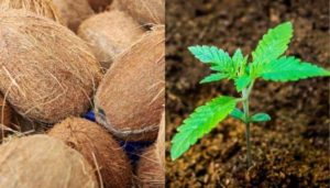What Plants Grow Best with Coconut Coir? (Explained)