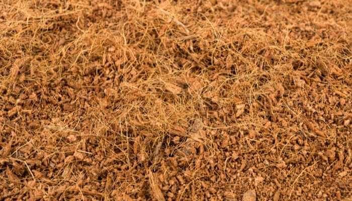 What is Coco Coir & Should I Use It?