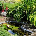 5 Things to consider before building a garden pond