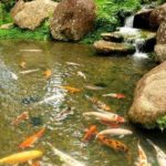 8 Best fish for Garden Ponds