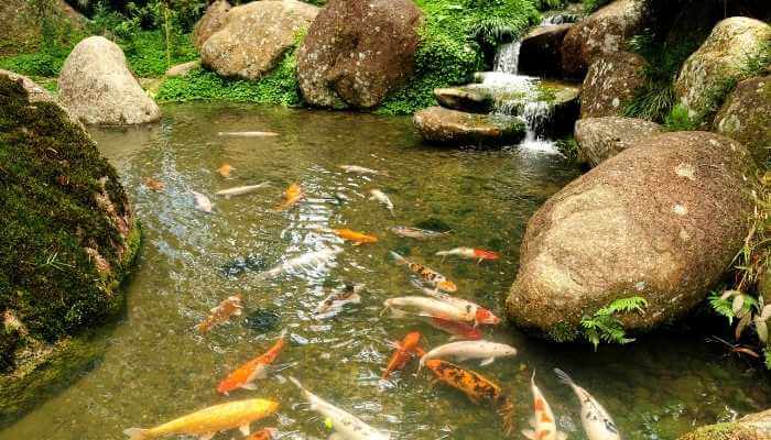 8 Best fish for Garden Ponds