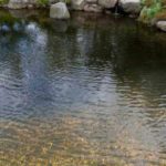 What kind of water to use in garden ponds