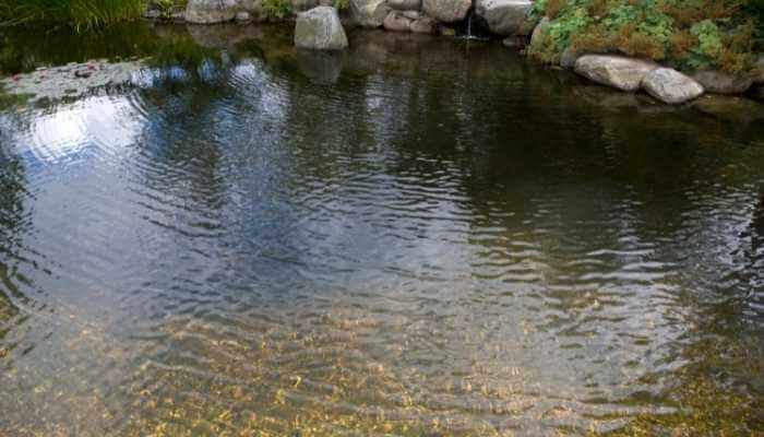 What kind of water to use in garden ponds