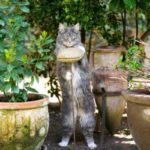 5 Ways to Keep Cats Out of Your Raised Garden Beds