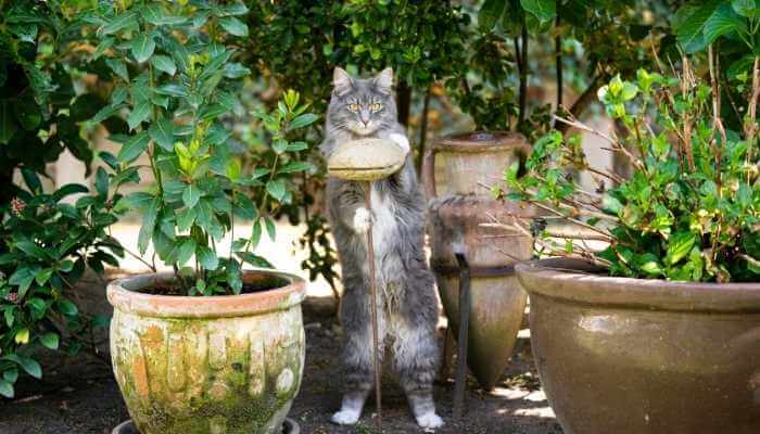 5 Tips to Keep Cats Out of Your Raised Garden