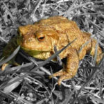 Are Toads Harmful or Beneficial?