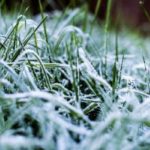 Should I water my lawn in winter? (Answered)