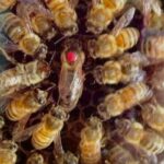 How Much Does a Queen Bee Cost? (Answered)