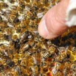 How Should You Introduce a New Queen to Your Hive?