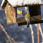 Should you Feed Outdoor Birds in Winter?