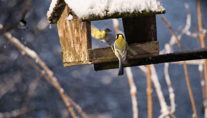 Should you Feed Outdoor Birds in Winter?
