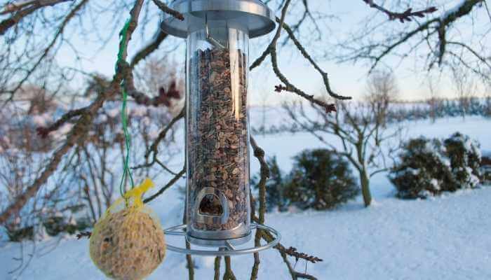 Which Bird Feeder Should I Use in Winter?