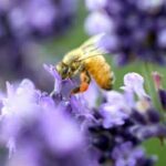 Do Bees Like Lavender?