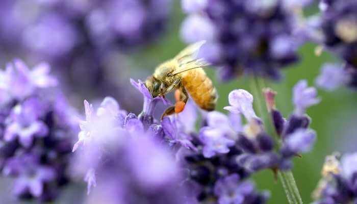 Do Bees Like Lavender?