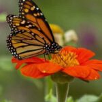 What Are the Best Garden Plants for Attracting Butterflies?