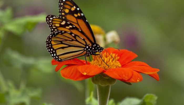 Best Garden Plants to Attract Butterflies