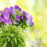 Best plants for hay fever sufferers